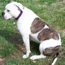 Boxer dog on steroids