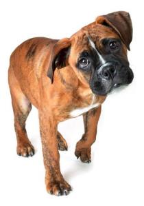 Boxer Bulldog Temperament | My English Bulldog