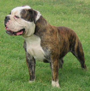 Olde English Bulldoge Height Weihgt | My English Bulldog